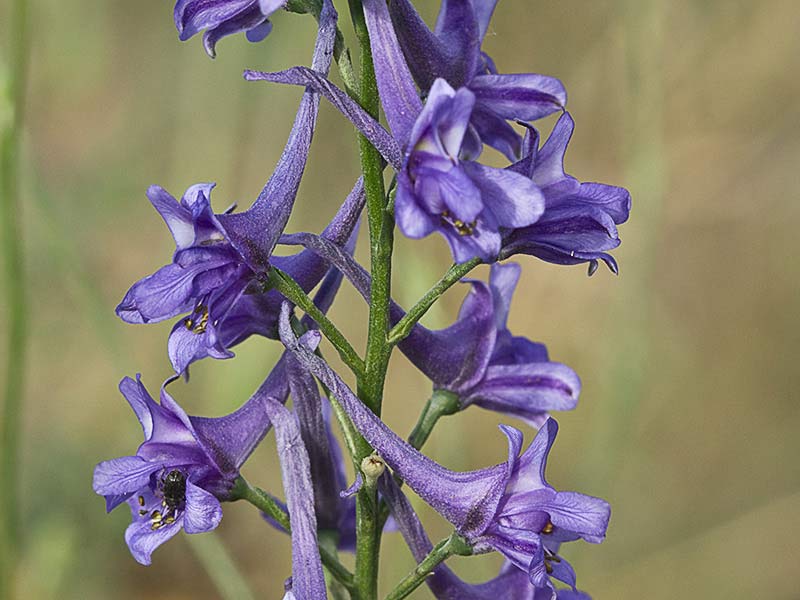 Piecicos azules (Delphinium halteratum)