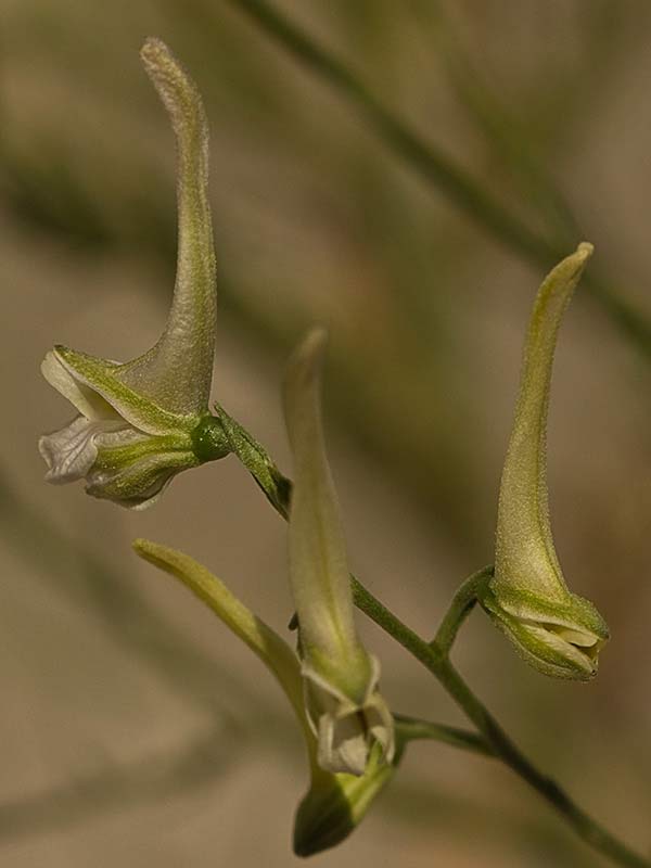 mata de los piecicos azules (Delphinium halteratum)