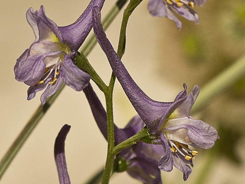 Flores de los piecicos azules (Delphinium halteratum)