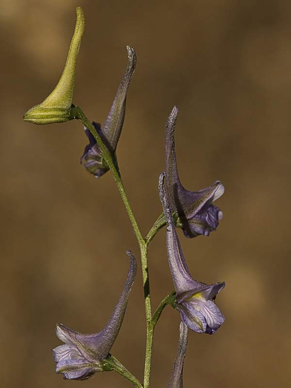 mata de los piecicos azules (Delphinium halteratum)