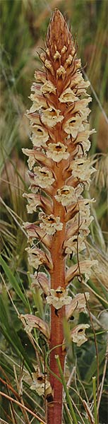 Pijo de lobo (Orobanche amethystea)