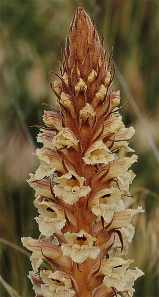 Pijo de lobo, jopo (Orobanche amethystea)