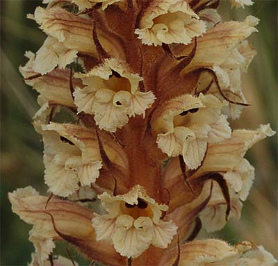 Flores del pijo lobo (Orobanche amethystea)