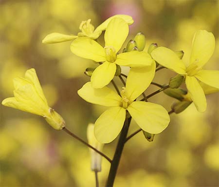 Pimpájaro (Brassica barrelieri)