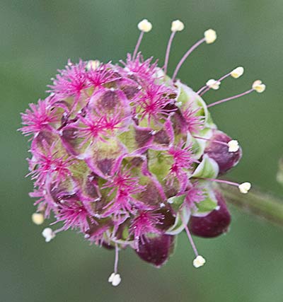 Sanguisorba minor, Pimpinela menor
