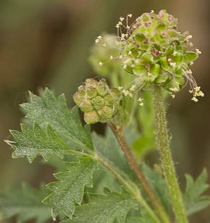 Sanguisorba minor, pimpinela menor
