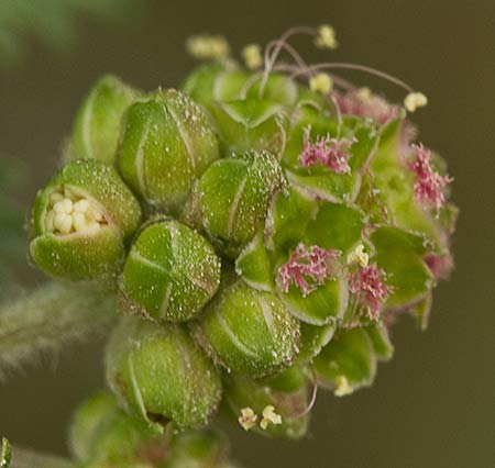 Sanguisorba minor, pimpinela menor