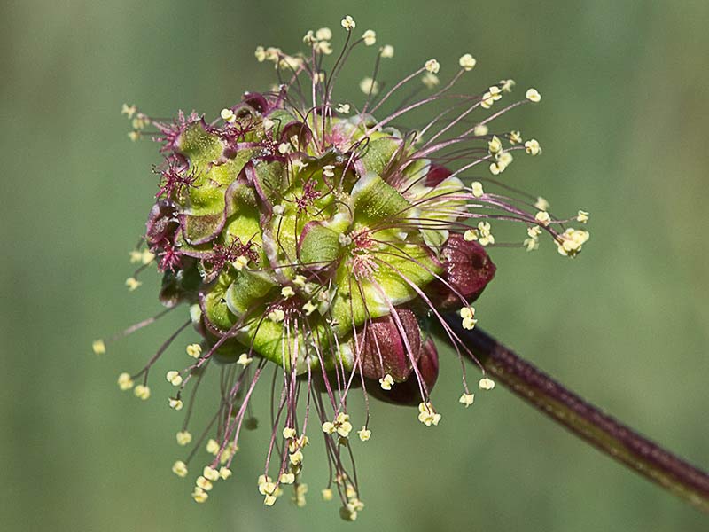 Sanguisorba minor, pimpinela menor