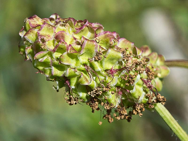 Sanguisorba minor, pimpinela menor