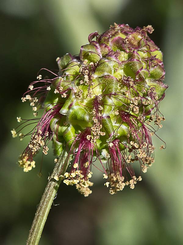 Sanguisorba minor, pimpinela menor