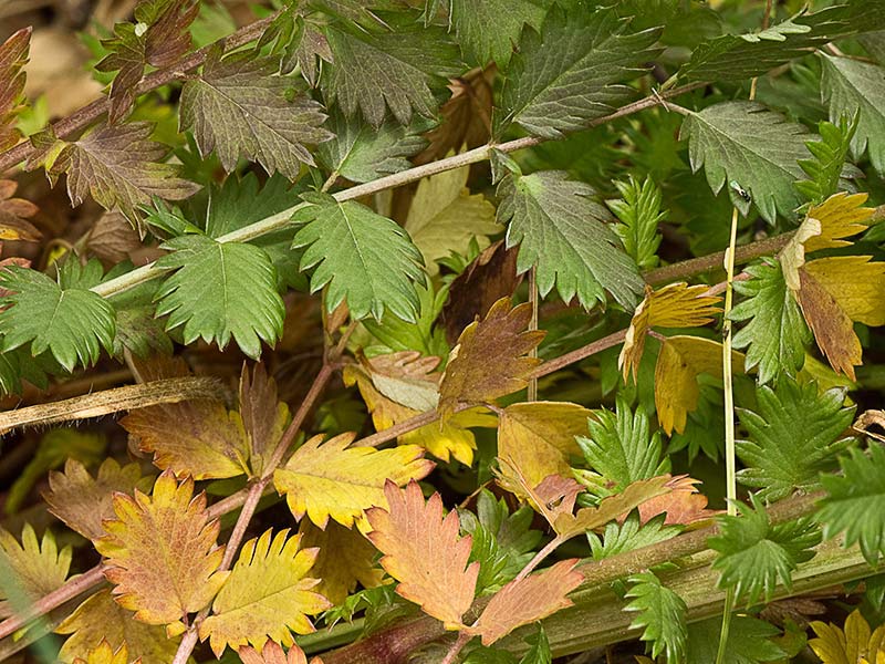 Sanguisorba minor, Hojas de Pimpinela menor