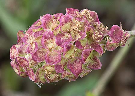 Sanguisorba minor, Pimpinela menor