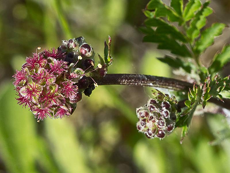Sanguisorba minor, Pimpinela menor