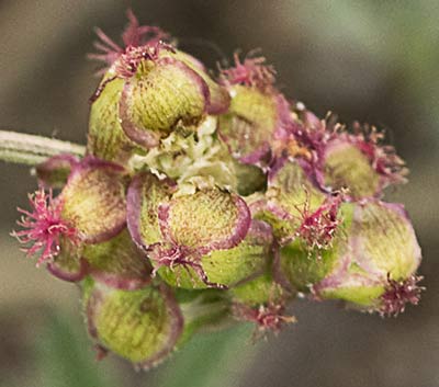 Sanguisorba minor, Pimpinela menor