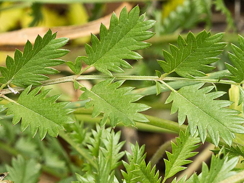 Sanguisorba minor, mata de Pimpinela menor