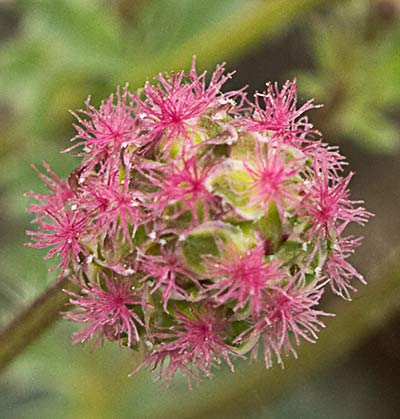 Sanguisorba minor, Pimpinela menor