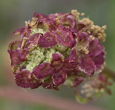 Sanguisorba minor, Pimpinela menor