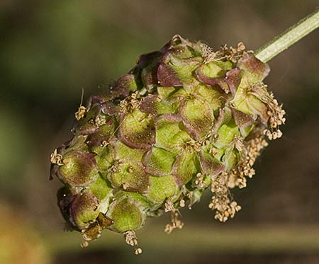 Sanguisorba minor, pimpinela menor