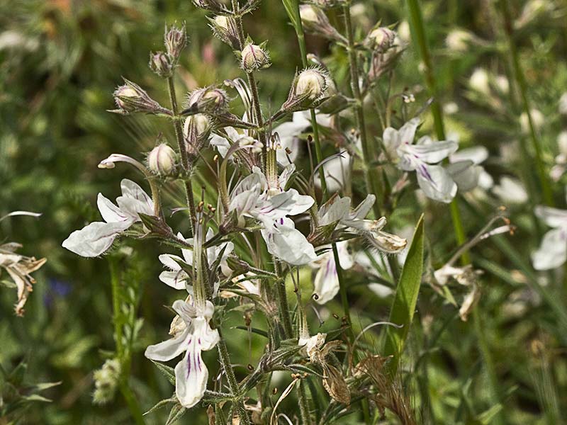Pinillo bastardo (Teucrium pseudochamaepitys)