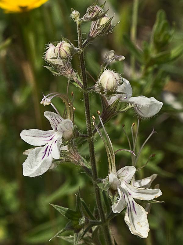 Pinillo bastardo (Teucrium pseudochamaepitys)