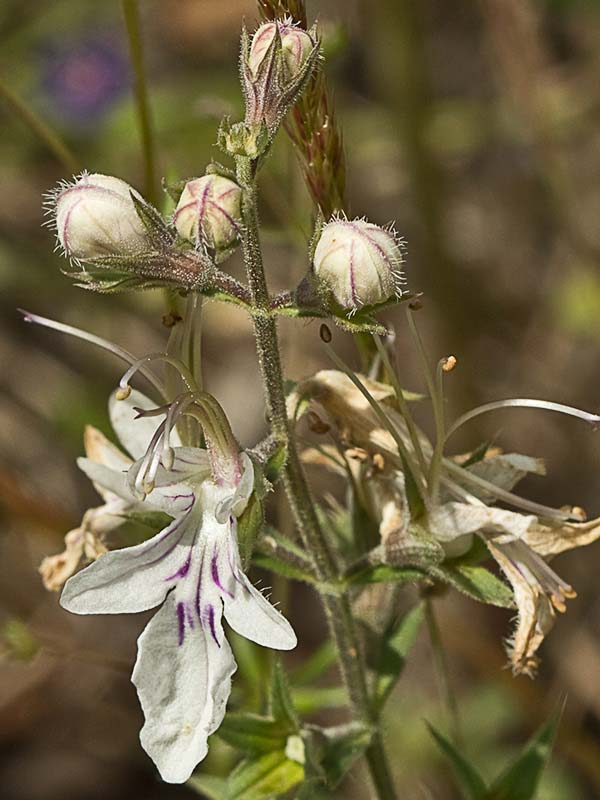 Pinillo bastardo (Teucrium pseudochamaepitys)