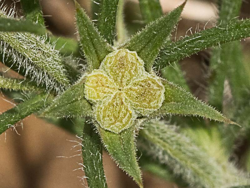 Pinillo bastardo (Teucrium pseudochamaepitys)