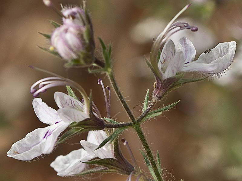 Pinillo bastardo (Teucrium pseudochamaepitys)