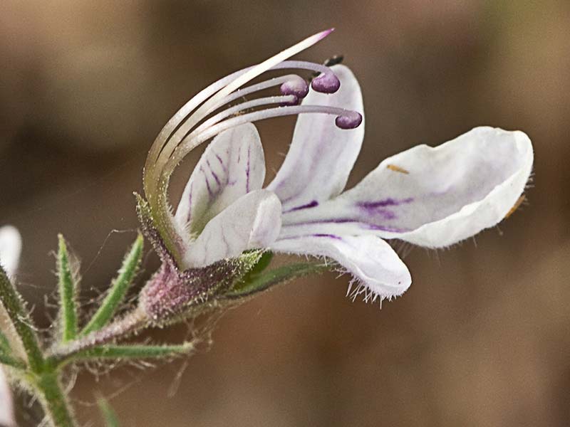 Pinillo bastardo (Teucrium pseudochamaepitys)