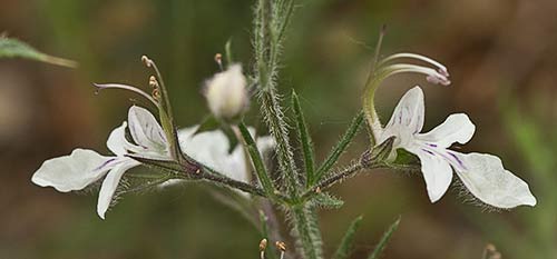 Pinillo bastardo (Teucrium pseudochamaepitys)