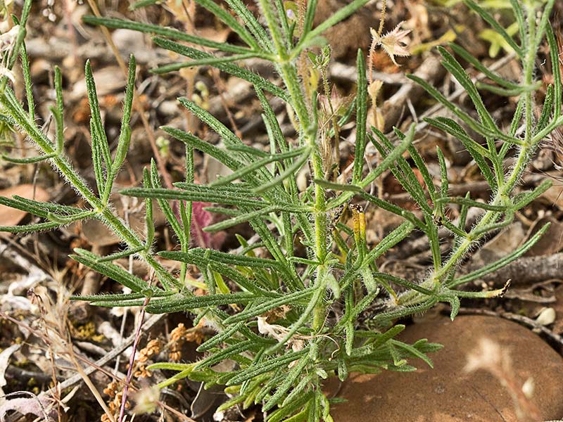 Pinillo bastardo (Teucrium pseudochamaepitys)