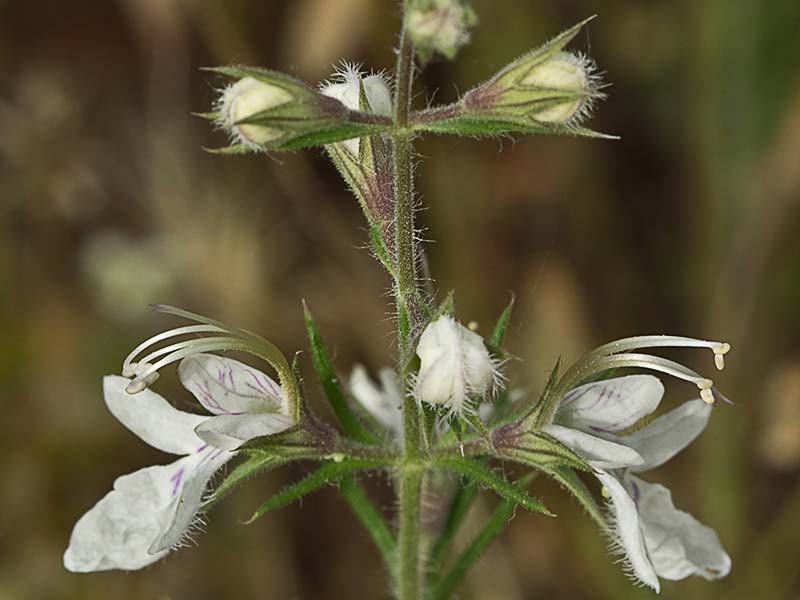Pinillo bastardo (Teucrium pseudochamaepitys)