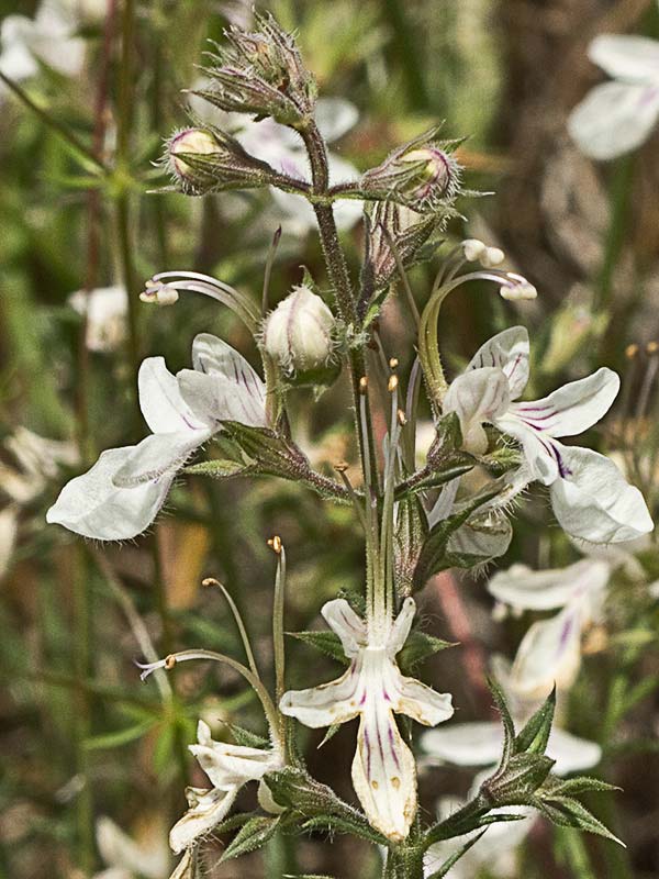 Pinillo bastardo (Teucrium pseudochamaepitys)