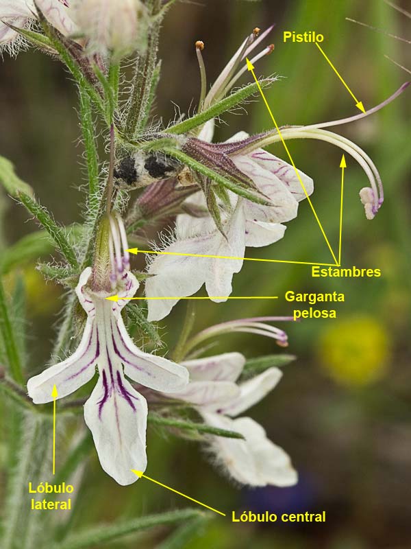  Estructura y partes de la inflorescencia del Pinillo bastardo (Teucrium pseudochamaepitys)
