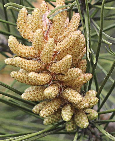 Flores femeninas del pino