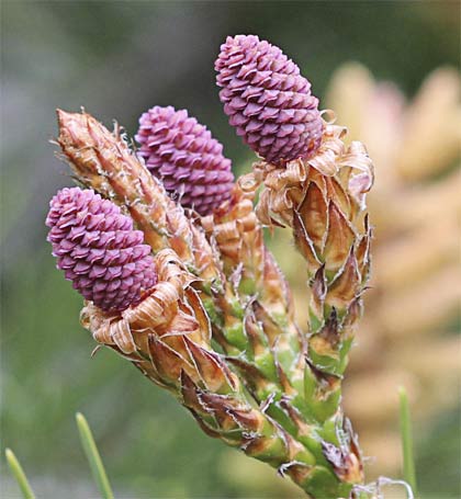 Flores del pino