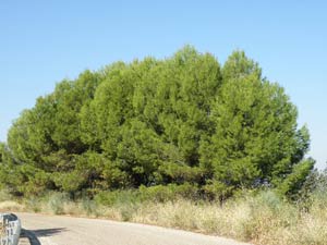 Pinos en la pista del canal