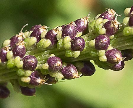 Plantago major