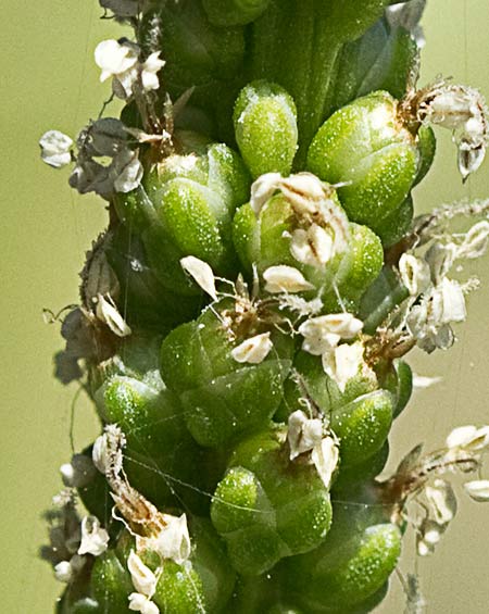 Plantago major