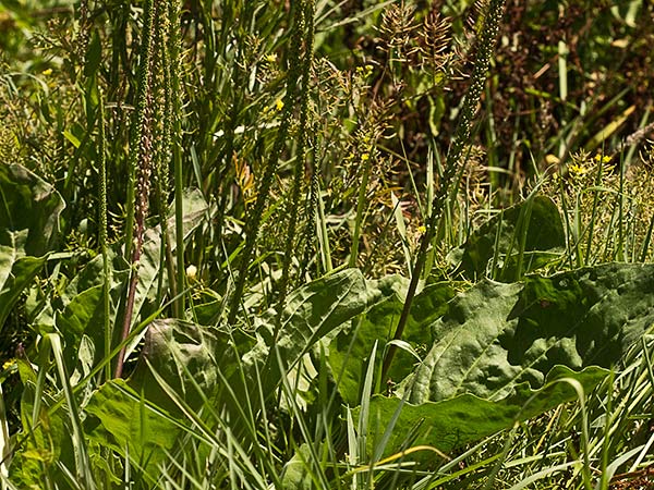 Espigas del plantago mayor 