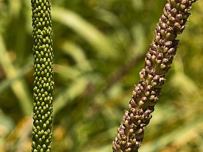 Espigas del plantago mayor 