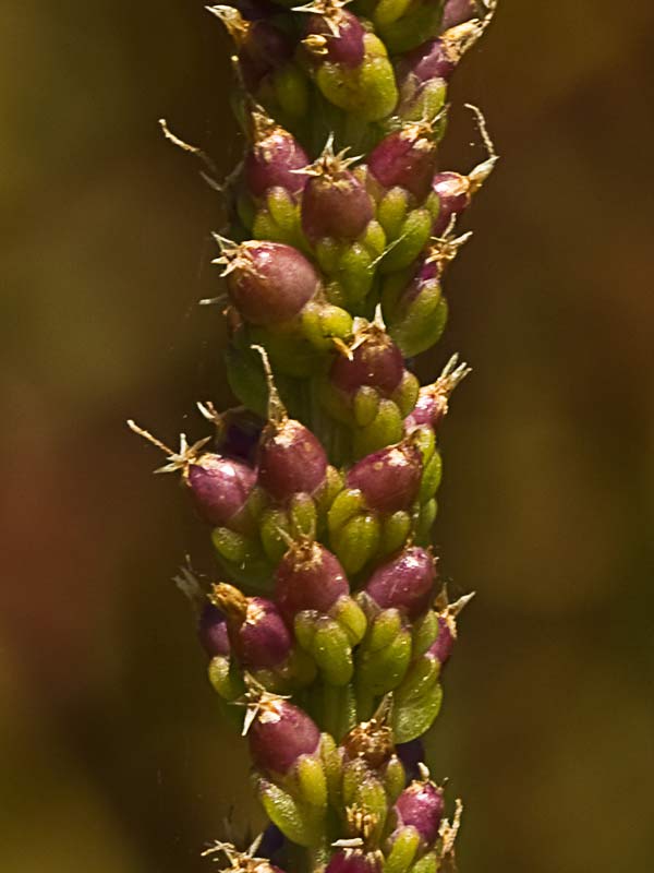 Espigas del plantago mayor 