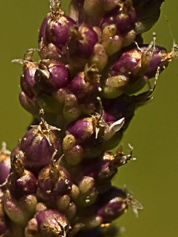 Espigas del plantago mayor 