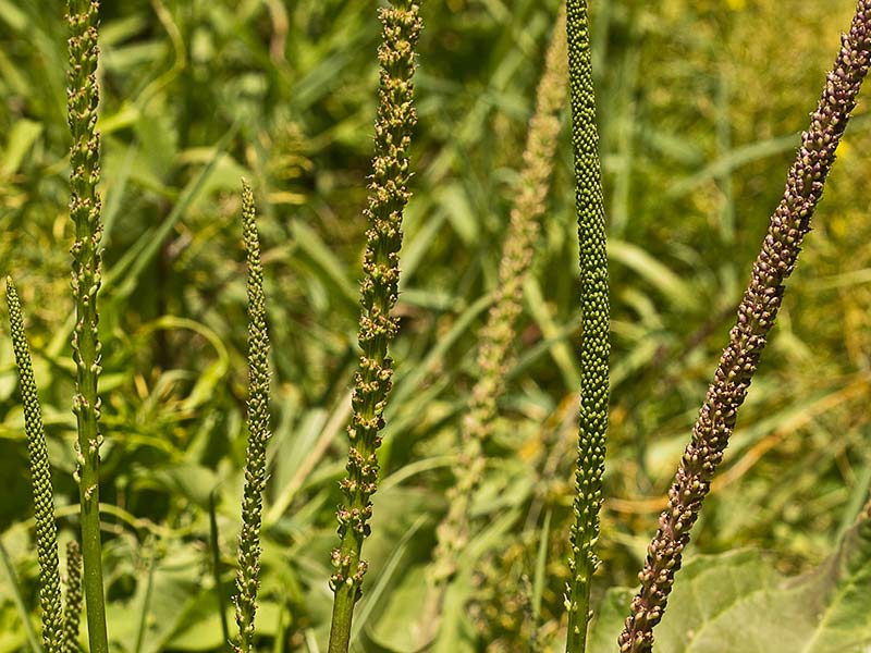 Espigas del plantago mayor 