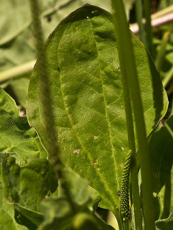 Espigas del plantago mayor 