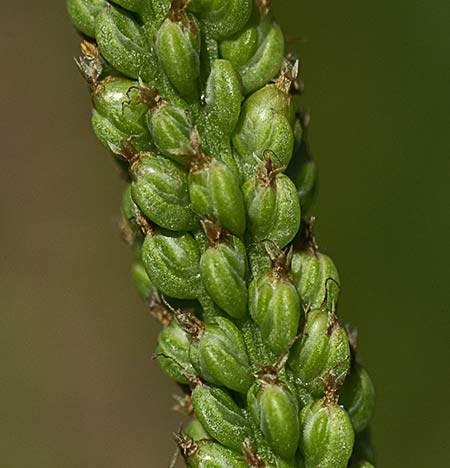 Frutos semimaduros del llantén mayor y flores