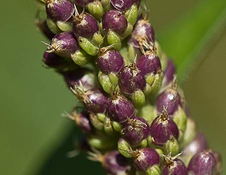 Parte de una espiga del Plantago mayor (Plantago major)