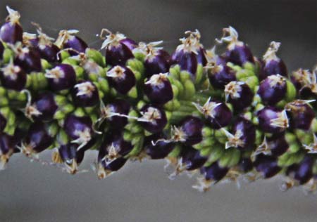 Flores y frutos del Llantén mayor