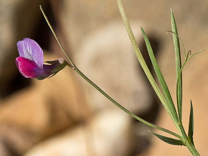 Pluma de ángel (Lathyrus angulatus)