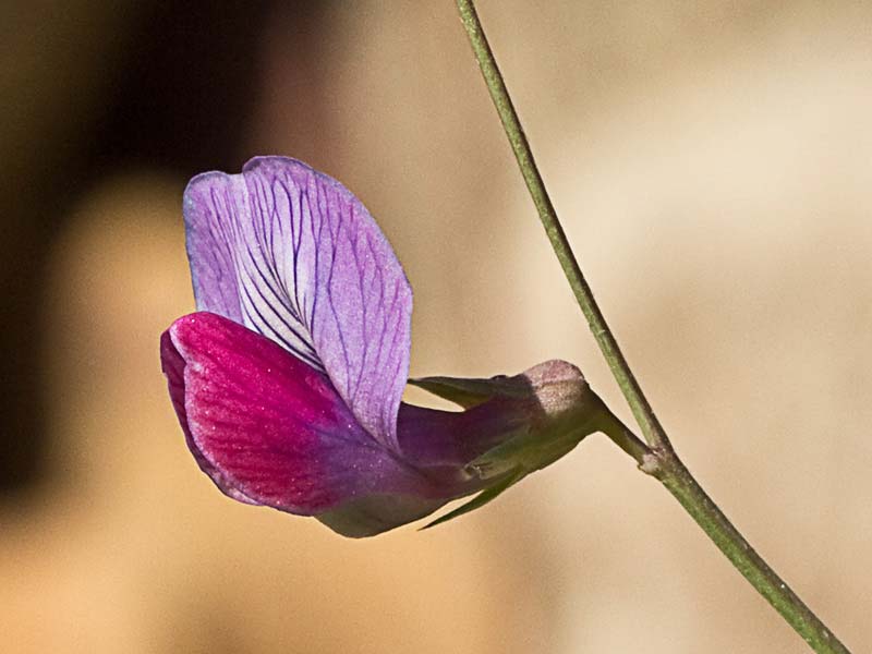 Pluma de ángel (Lathyrus angulatus)