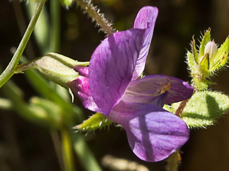 Pluma de ángel (Lathyrus angulatus)